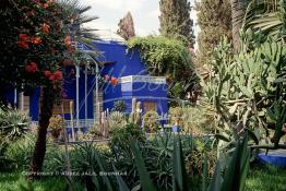 Image du Maroc Professionnelle de  Le Jardin Majorelle une pure merveille crée par le peintre français Jacques Majorelle, qui a eu le coup de foudre pour Marrakech. Yves Saint Laurent et Pierre Bergé font l’acquisition de ce havre de paix durant les années quatre-vingt où Yves Saint Laurent dessina plusieurs pièces. son voeux était de faire de ce parc une œuvre d’art vivante. On y découvre des plantes provenant des cinq continents, yuccas d’Océanie, lotus d’Asie, cactus d’Amérique, palmiers d’Afrique et cyprès d’Europe …, à Marrakech le Lundi 18 Août 1997. ((Photo / Abdeljalil Bounhar) 